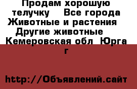 Продам хорошую телучку. - Все города Животные и растения » Другие животные   . Кемеровская обл.,Юрга г.